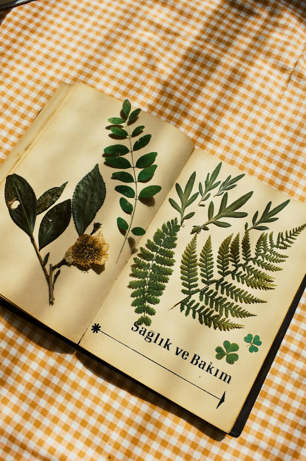 Open notebook with printable plant care checklist and green leaves