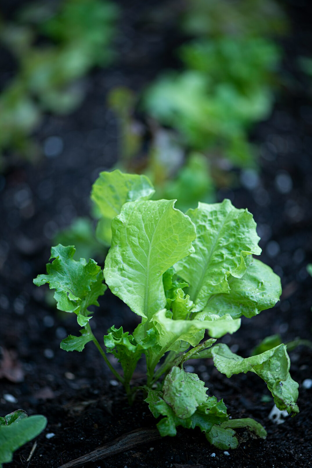 fresh picked lettuce