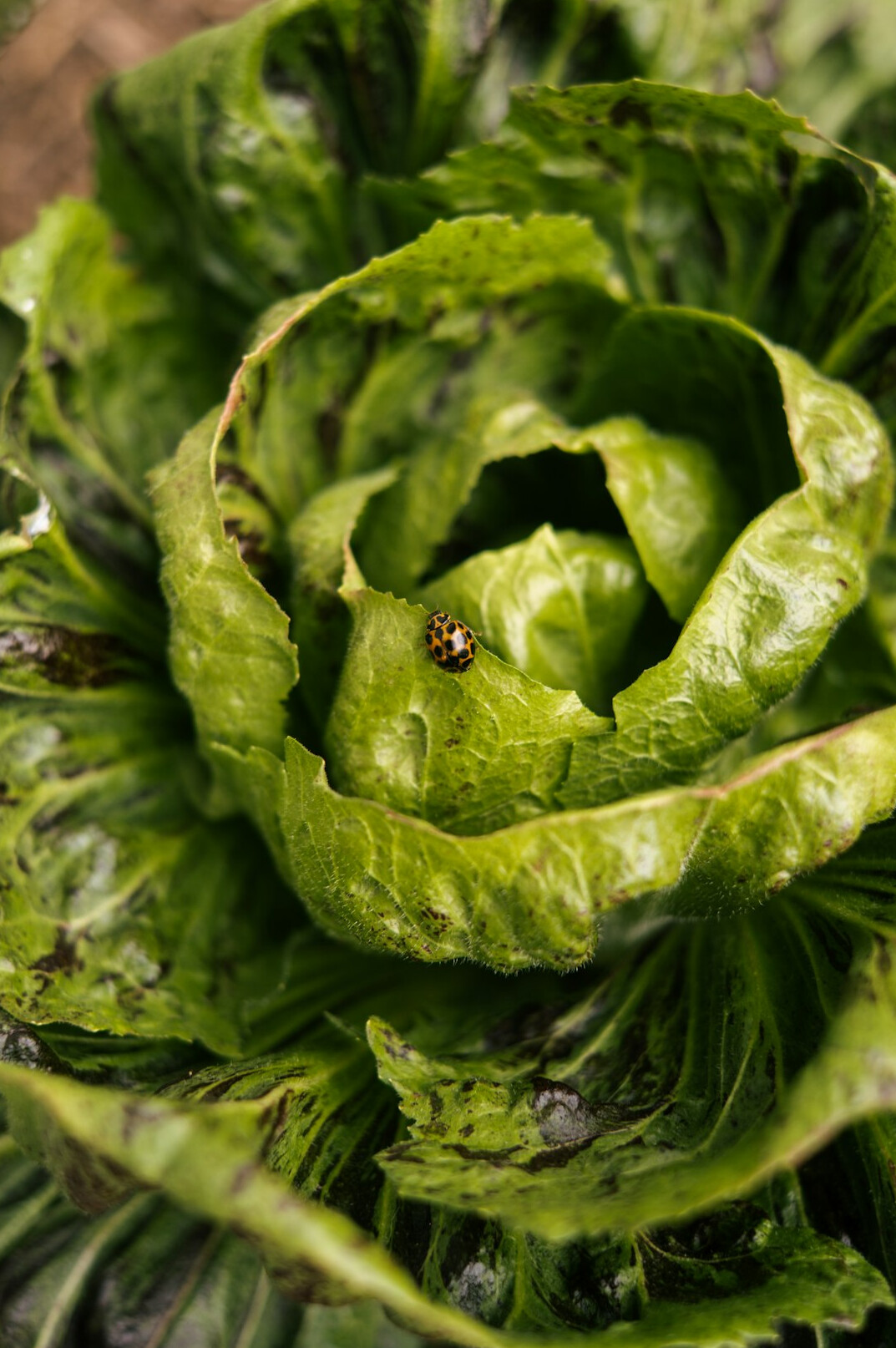natural pest control