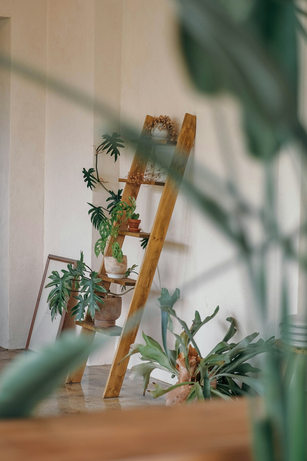 tall indoor plants corner