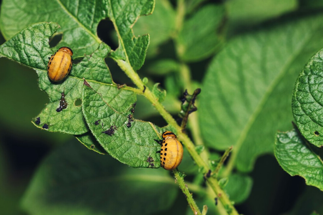 pests on plant leaves