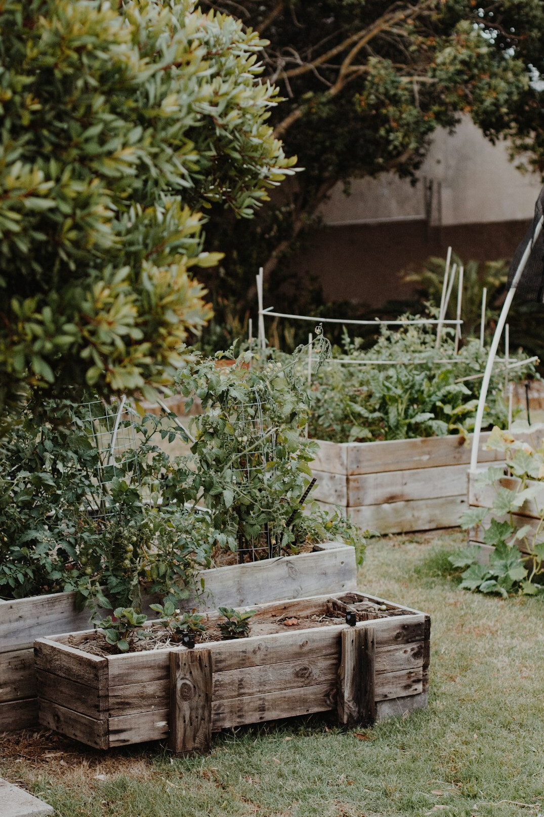 organic gardening