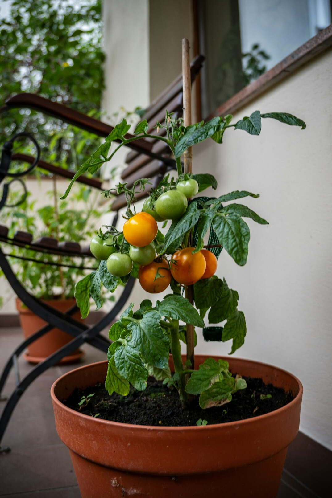 tomato plants growing in pots