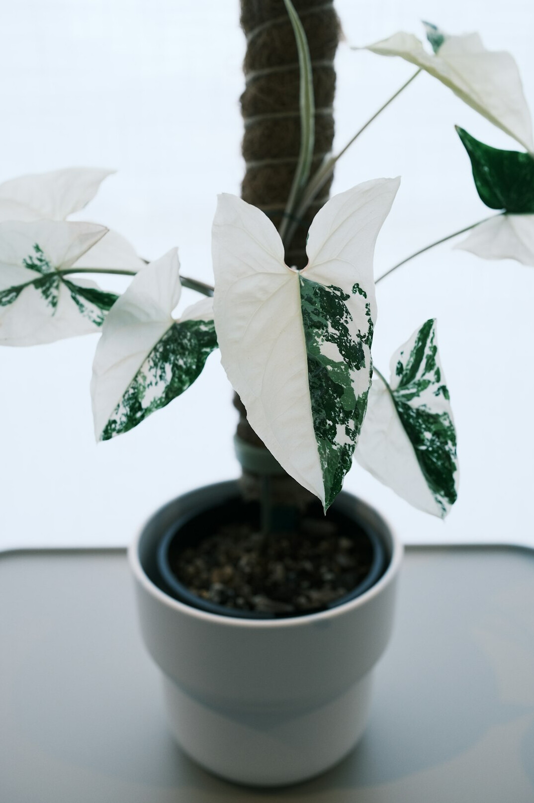 cleaning houseplant leaves