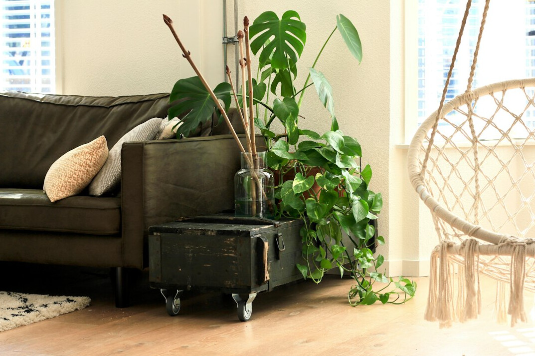 zz plant in living room