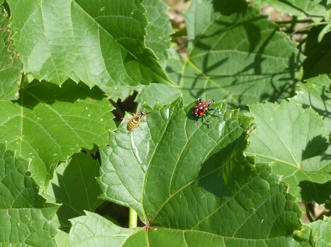 pests on plant leaves