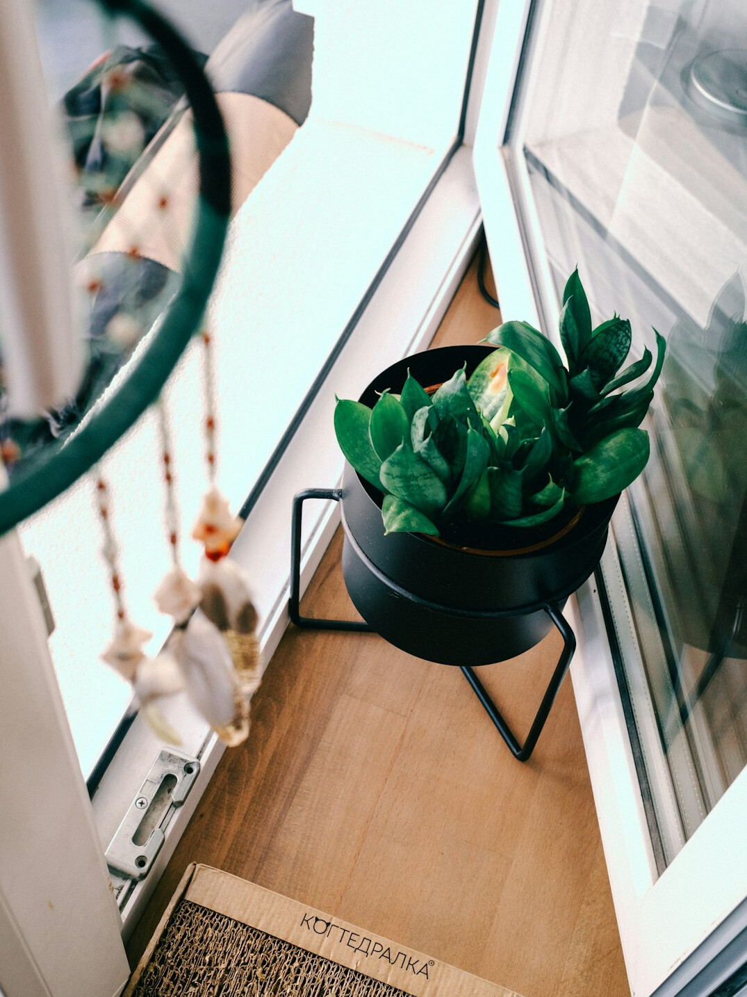 indoor plants on windowsill