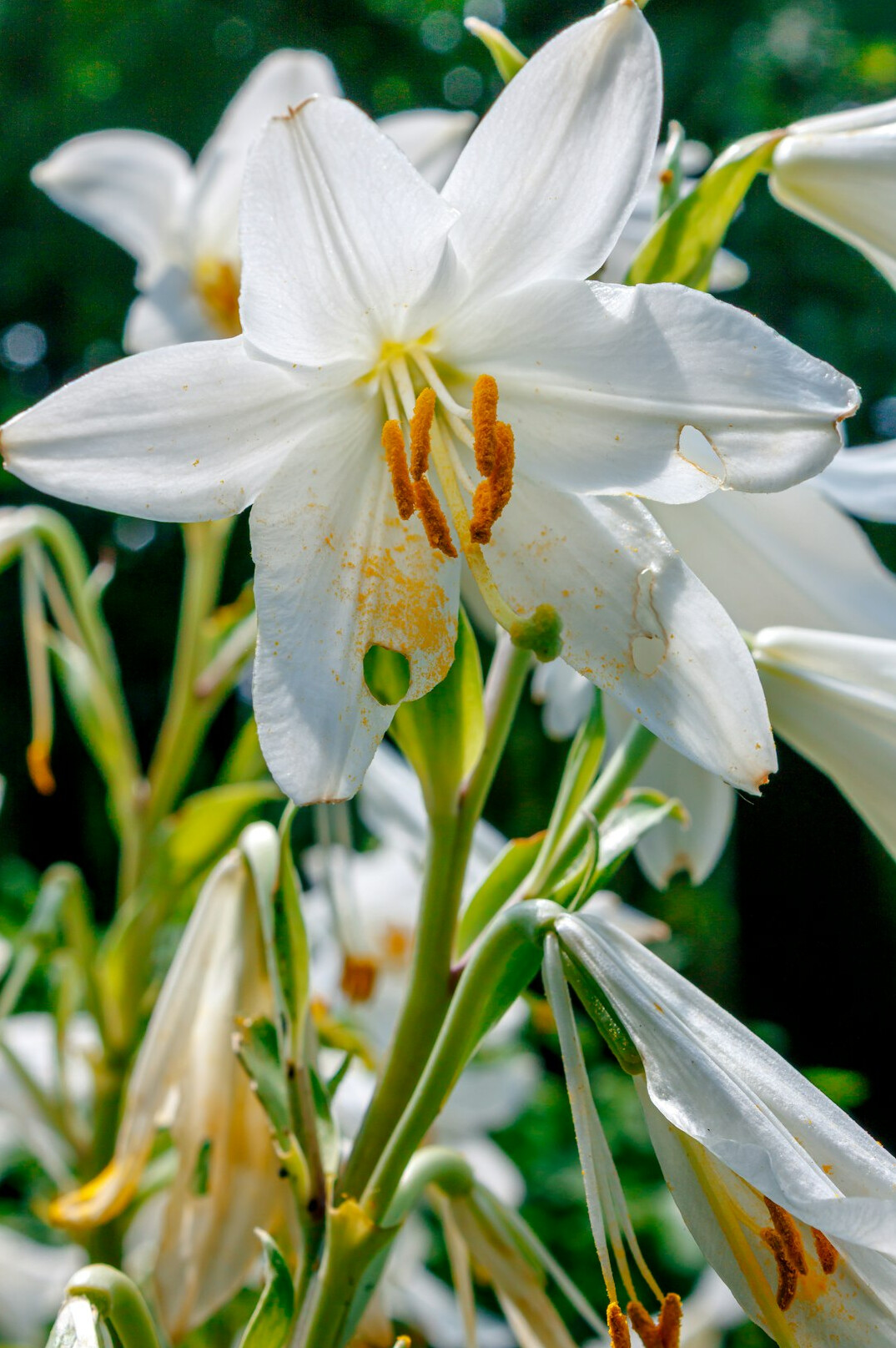 peace lily white flowers