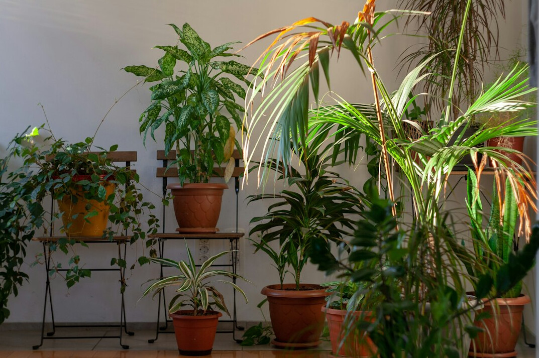 indoor plant care