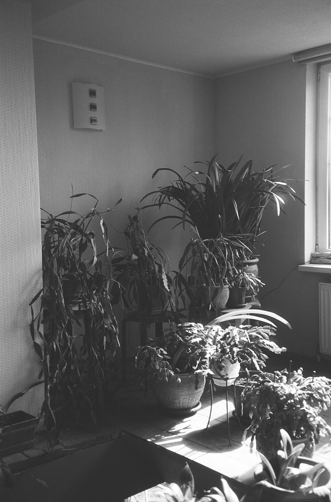 low light houseplants in corner