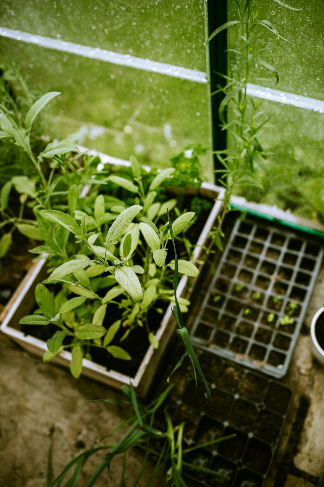 watering plants in home garden