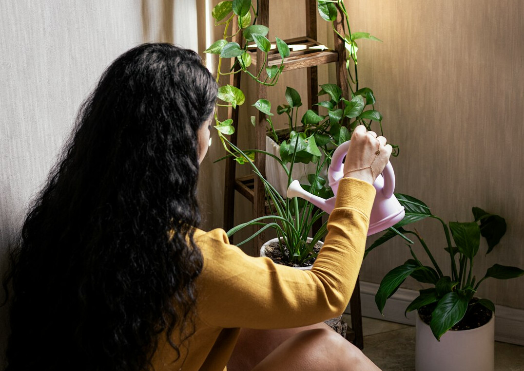 fertilizing indoor plants